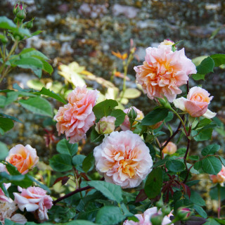Rosiers Générosa® - Versigny - ©Roses Guillot®