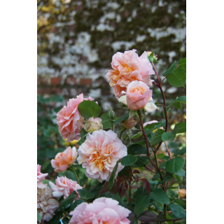 Rosiers Générosa® - Versigny - ©Roses Guillot®