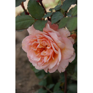 Rosiers Générosa® - Versigny - ©Roses Guillot®