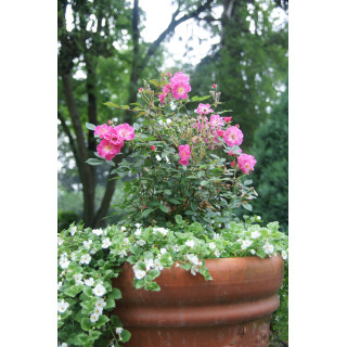 Rosier Terre des Roses® - Watermelon Ice - ©Roses Guillot®