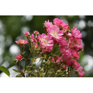 Rosier Terre des Roses® - Watermelon Ice - ©Roses Guillot®