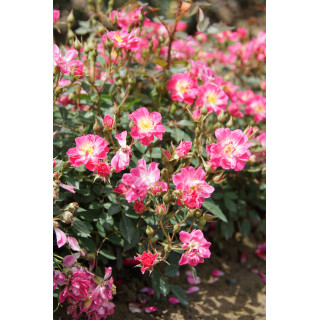 Rosier Terre des Roses® - Watermelon Ice - ©Roses Guillot®