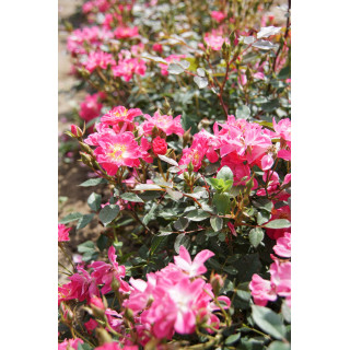Rosier Terre des Roses® - Watermelon Ice - ©Roses Guillot®