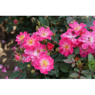 Rosier Terre des Roses® - Watermelon Ice - ©Roses Guillot®
