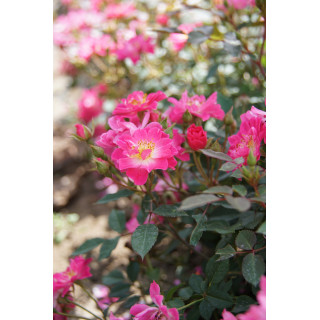 Rosier Terre des Roses® - Watermelon Ice - ©Roses Guillot®