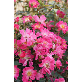 Rosier Terre des Roses® - Watermelon Ice - ©Roses Guillot®