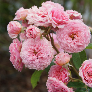 Rosier Générosa® - William Christie - ©Roses Guillot®