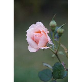 Rosier Générosa® - Xavier de Fraissinette - ©Roses Guillot®