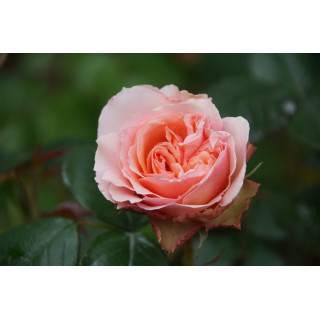 Rosier Générosa® - Xavier de Fraissinette - ©Roses Guillot®