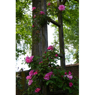 Rosier grimpant ancien - Zéphirine Drouhin - ©Roses Guillot®