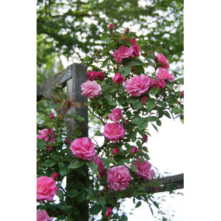 Rosier grimpant ancien - Zéphirine Drouhin - ©Roses Guillot®