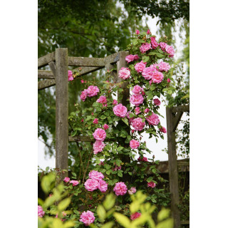 Rosier grimpant ancien - Zéphirine Drouhin - ©Roses Guillot®