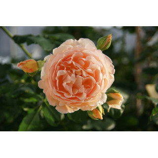 Rosier Générosa® -  Nicole Mioulane - ©Roses Guillot®