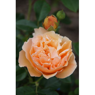 Rosier Générosa® -  Nicole Mioulane - ©Roses Guillot®