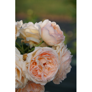 Rosier Générosa® -  Nicole Mioulane - ©Roses Guillot®