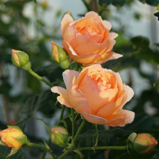 Rosier Générosa® -  Nicole Mioulane - ©Roses Guillot®