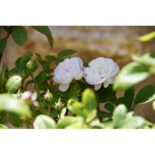 Rosier Ancien - Trésor de Thorigny - ©Roses Guillot®