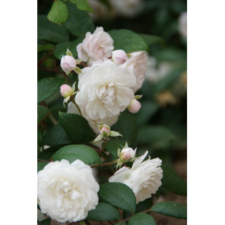 Rosier Ancien - Trésor de Thorigny - ©Roses Guillot®