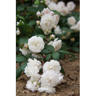 Rosier Ancien - Trésor de Thorigny - ©Roses Guillot®