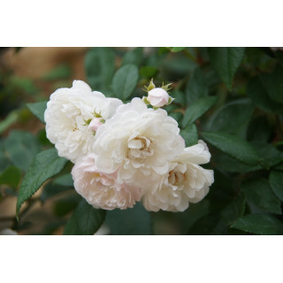 Rosier Ancien - Trésor de Thorigny - ©Roses Guillot®