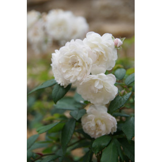 Rosier Ancien - Trésor de Thorigny - ©Roses Guillot®