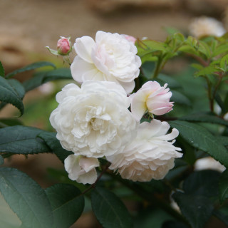 Rosier Ancien - Trésor de Thorigny - ©Roses Guillot®