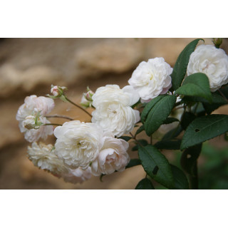 Rosier Ancien - Trésor de Thorigny - ©Roses Guillot®