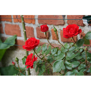 Guirlande Fleurie - Rosier Liane - Roses Guillot®