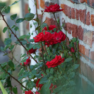 Guirlande Fleurie - Rosier Liane - Roses Guillot®