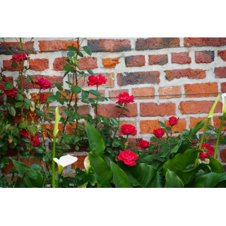 Guirlande Fleurie - Rosier Liane - Roses Guillot®