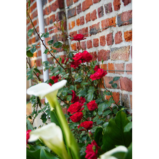 Guirlande Fleurie - Rosier Liane - Roses Guillot®