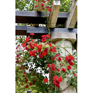 Guirlande Fleurie - Rosier Liane - Roses Guillot®