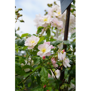 Rosier ancien - Sourire d'Orchidée - ©Roses Guillot®