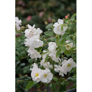 Rosier ancien - Sourire d'Orchidée - ©Roses Guillot®