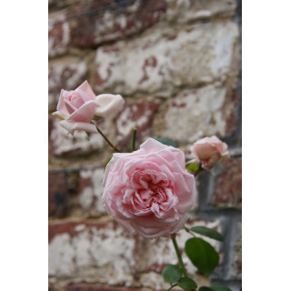 Rosier ancien Awakening - ©Roses Guillot®