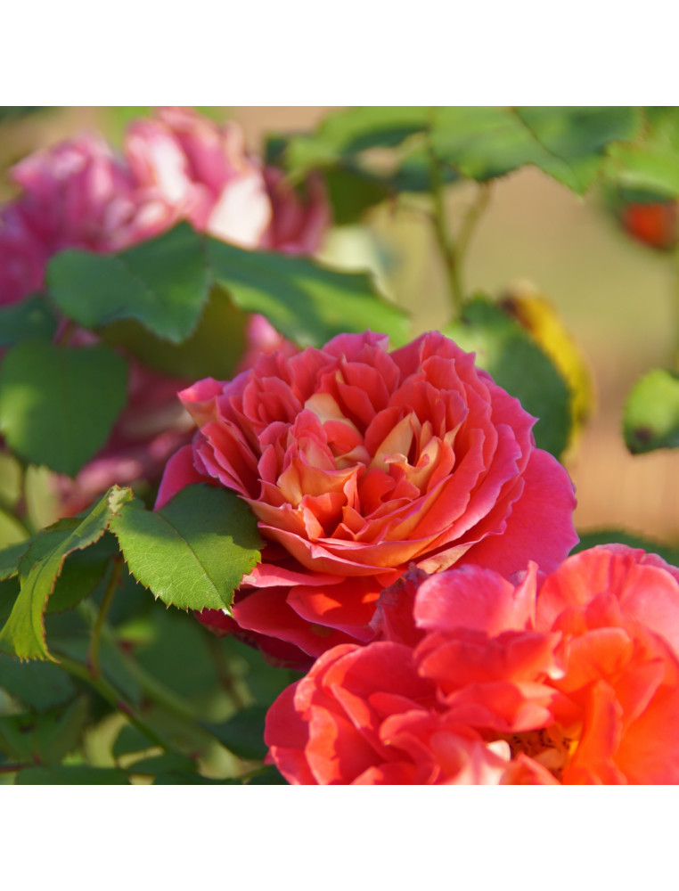 Rosier Générosa® - Reine Sammut - ©Roses Guillot®