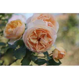 Rosier Guillot® Générosa® - Geneviève Orsi® - ©Roses Guillot®