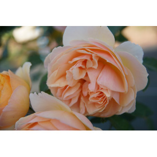 Rosier Guillot® Générosa® - Geneviève Orsi® - ©Roses Guillot®