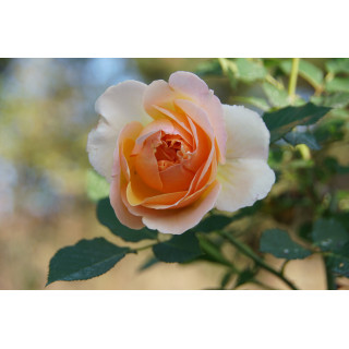 Rosier Guillot® Générosa® - Geneviève Orsi® - ©Roses Guillot®