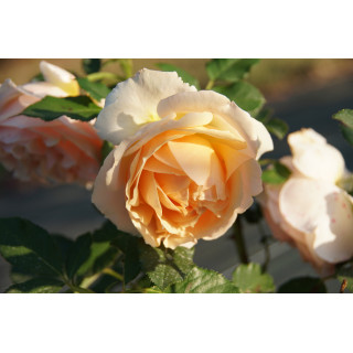 Rosier Guillot® Générosa® - Geneviève Orsi® - ©Roses Guillot®