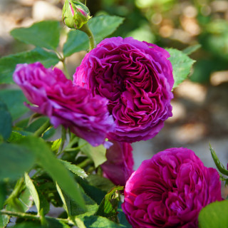 Rosiers Guillot® Générosa® - Chantal Baudron®