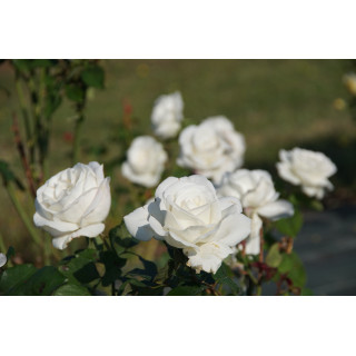 Rosier Guillot® Grande fleurs - Frédéric Dard® - ©Roses Guillot®
