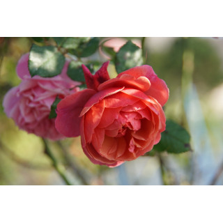 Rosier Générosa® - Ladurée® - ©Roses Guillot®