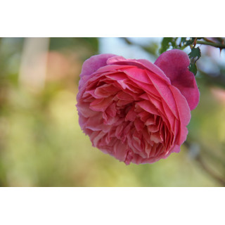 Rosier Générosa® - Ladurée® - ©Roses Guillot®