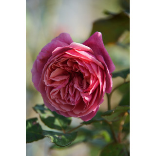 Rosier Générosa® - Ladurée® - ©Roses Guillot®