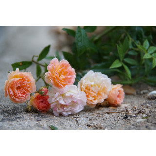 Rosier grimpant ancien - Ghislaine de Féligonde - ©Roses Guillot®