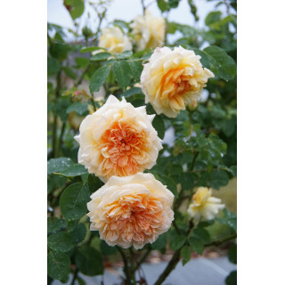 Rosier Guillot® Générosa® - Claudia Cardinale®