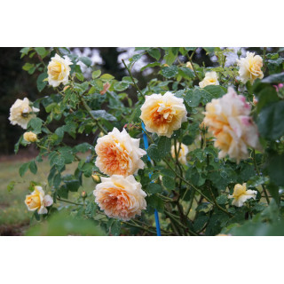 Rosier Guillot® Générosa® - Claudia Cardinale®