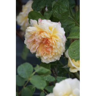 Rosier Guillot® Générosa® - Claudia Cardinale®
