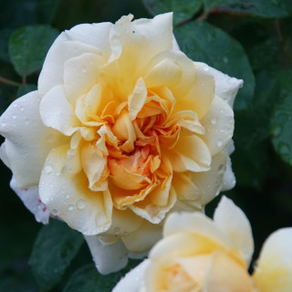 Rosier Guillot® Générosa® - Claudia Cardinale®